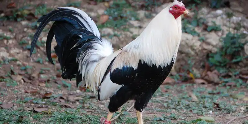 Đặc điểm nhận dạng top 10 dòng gà Mỹ cơ bản nhất